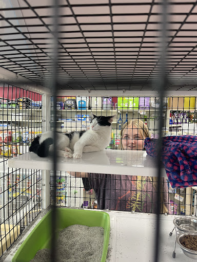 Pet Supply Store «Pet Supermarket», reviews and photos, 11160 Panama City Beach Pkwy #402, Panama City Beach, FL 32407, USA