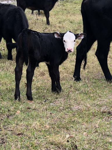 Produce Wholesaler «Goodson Farms Inc.», reviews and photos, 12405 Balm Rd, Balm, FL 33503, USA