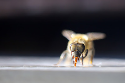 La casa dard d'art - La cité de l'abeille, Mariette et Alain Benoit à la Guillaume à Viscomtat
