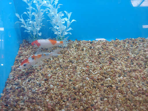 Pet Supply Store «PetSmart», reviews and photos, 10900 W Jefferson Blvd, Culver City, CA 90230, USA