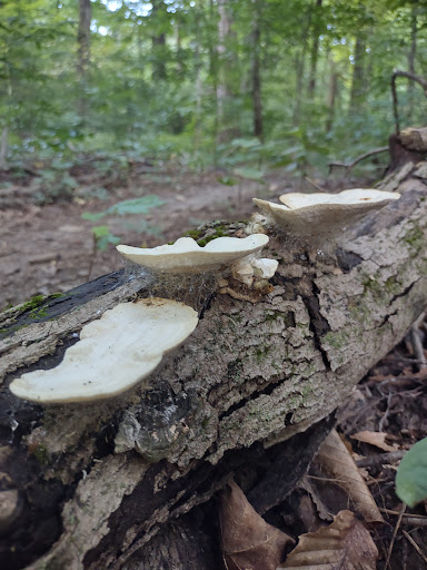 Nature Preserve «Meltzer Woods», reviews and photos, 1522 S 600 E, Shelbyville, IN 46176, USA