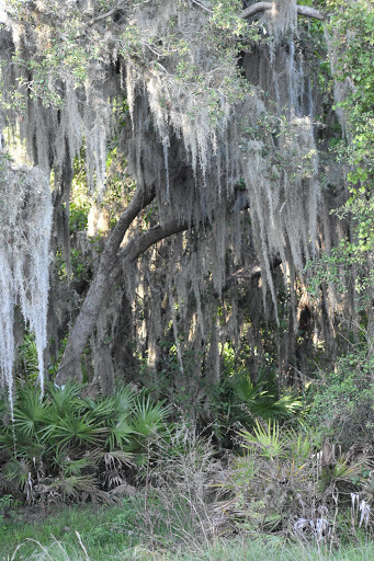 Nature Preserve «Marshall Hampton Reserve», reviews and photos, 3115 Thornhill Rd, Winter Haven, FL 33880, USA