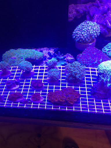 Tropical Fish Store «Aquatic Paradise», reviews and photos, 705 West Ave, Clermont, FL 34711, USA