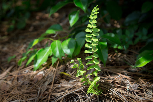 Park «Stephen J. Wortham Park», reviews and photos, 12108 Rhodine Rd, Riverview, FL 33579, USA