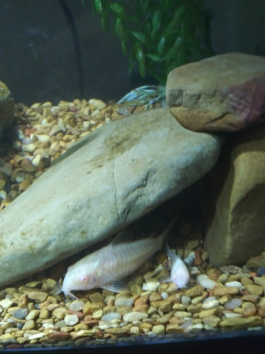 Pet Store «Southside Pet Shop», reviews and photos, 7031 Southside Dr, Louisville, KY 40214, USA