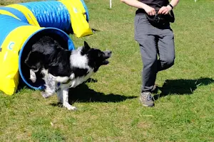 Szkoła dla psów - POMERDANI. Trener psów. Szkolenia. Nosework. Rally-O. Behawioryści. image