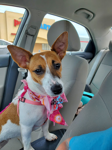 Pet Supply Store «PetSmart», reviews and photos, 635 Vann Dr, Jackson, TN 38305, USA