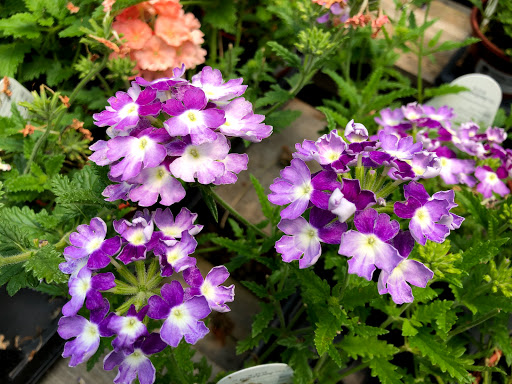 Plant Nursery «A Growing Concern Garden Center», reviews and photos, 1707 Spartanburg Hwy, Hendersonville, NC 28792, USA