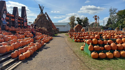 Great Pumpkin Farm image 3