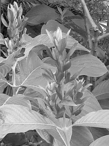 Park «Larry and Penny Thompson Park», reviews and photos, 12451 SW 184th St, Miami, FL 33177, USA