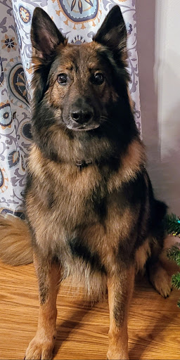 Pet Supply Store «PetSmart», reviews and photos, 534 US-441, Lady Lake, FL 32159, USA