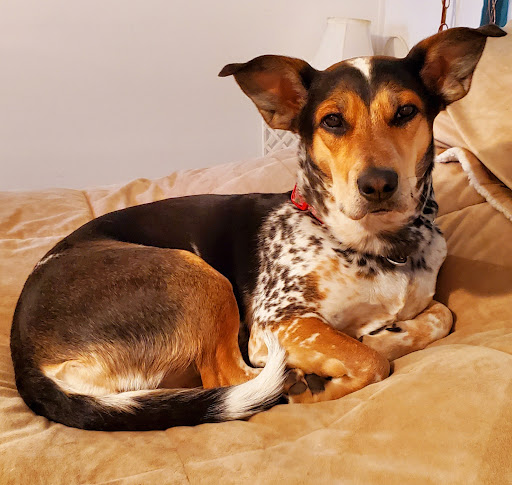 Taber Pet Clinic image