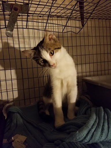 Thrift Store «West Plains Regional Animal Shelter», reviews and photos, 1438 State Rte BB, West Plains, MO 65775, USA