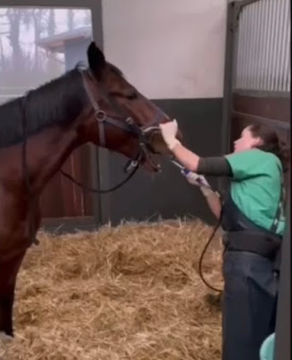 Clémence Aymonier Technicien Dentaire Equin à Plouër-sur-Rance