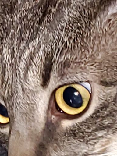 Pet Supply Store «Petco Animal Supplies», reviews and photos, 253 Burgess Rd, Harrisonburg, VA 22801, USA