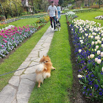 Photo n°2 de l'avis de Silvia.i fait le 07/04/2024 à 19:44 sur le  Il Roseto à Stresa