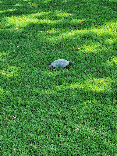 Golf Course Cerritos Iron Wood Nine Golf Course reviews and photos