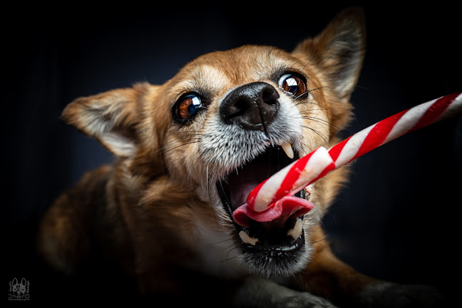 Kommentare und Rezensionen über imsi's Garage - Hundeschule/Mantrailing und Fotografie Werkstatt