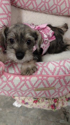 Pet Store «Dream Puppys», reviews and photos, 1461 Westgate Pkwy, Dothan, AL 36303, USA