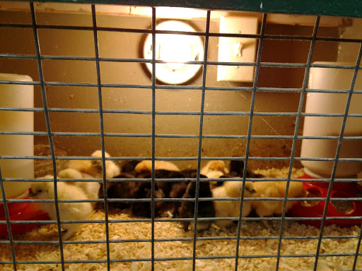 Pet Supply Store «River Valley Feed & Pet Supply», reviews and photos, 6549 16th St, Rio Linda, CA 95673, USA