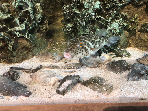 Aquarium «The River Center», reviews and photos, 805 US-1, Jupiter, FL 33477, USA