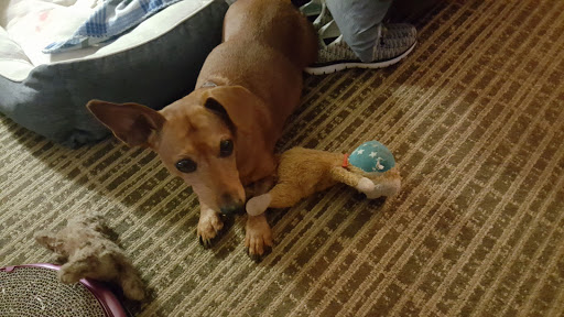 Pet Supply Store «PetSmart», reviews and photos, 1600 N Jackson St #310, Tullahoma, TN 37388, USA