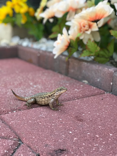 Coffee Shop «Cafe Monte Carlo», reviews and photos, 7090 N Atlantic Ave #2, Cape Canaveral, FL 32920, USA