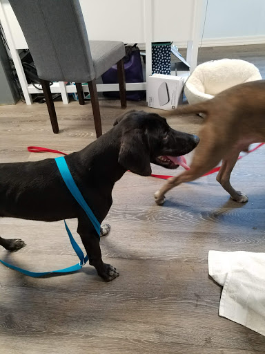 Northshore Humane Society