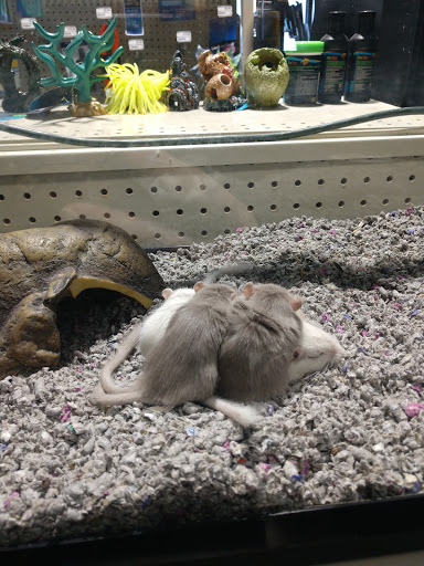 Pet Supply Store «Quality Pet Market», reviews and photos, 5543 Mahoning Ave, Austintown, OH 44515, USA