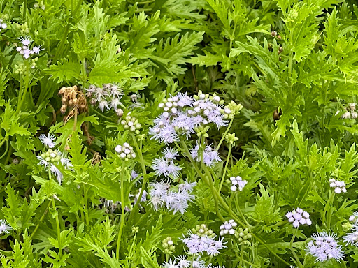 Golf Course «Glenbrook Park Golf Course», reviews and photos, 8205 N Bayou Dr, Houston, TX 77017, USA