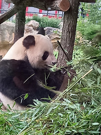 Enclos extérieurs des Pandas géants du Restaurant Le Tropical à Saint-Aignan - n°3