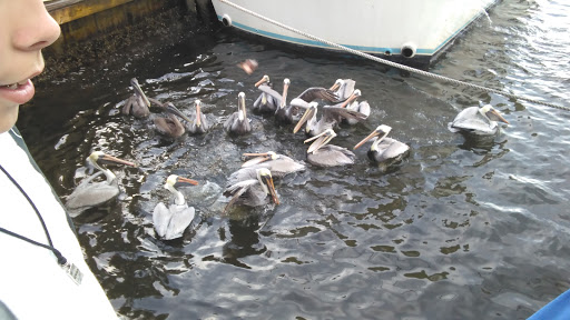 Fishing Charter «Miss Virginia Deep Sea Fishing», reviews and photos, 7847 Bayview St, Port Richey, FL 34668, USA