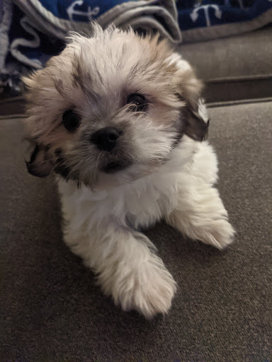 Pet Supply Store «Just Pets», reviews and photos, 8874 Maximus Dr, Lone Tree, CO 80124, USA