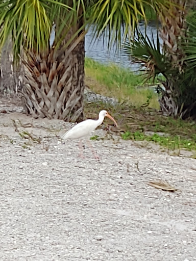 Campground «Savannas Recreation Area», reviews and photos, 1400 E Midway Rd, Fort Pierce, FL 34982, USA