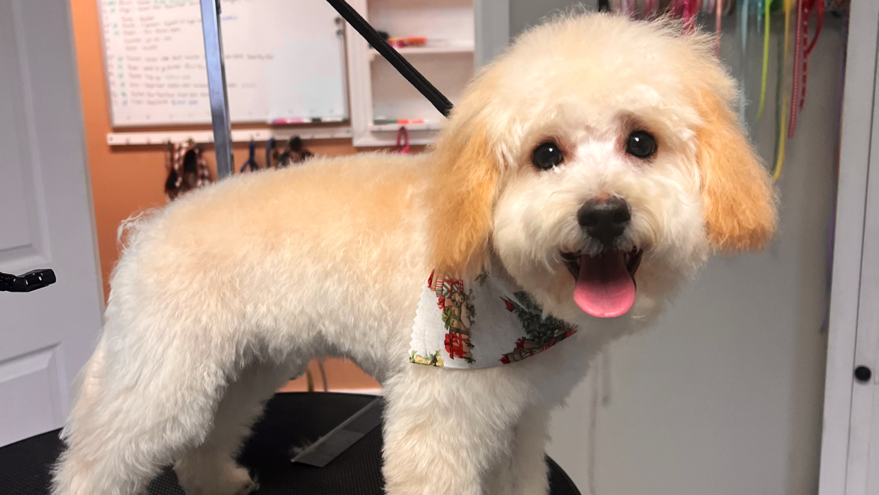 Pad & Paw Pet Spa