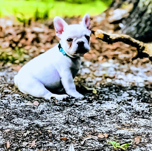 Golf Club «Citrus Hills Golf Country Club», reviews and photos, 509 E Hartford St, Hernando, FL 34442, USA