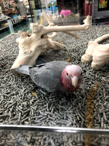 Pet Store «Petland Lewis Center», reviews and photos, 86 Meadow Park Ave, Lewis Center, OH 43035, USA
