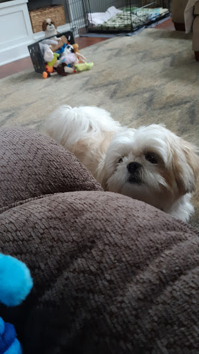 Pet Supply Store «Pet Supplies Plus», reviews and photos, 7315 Mentor Ave, Mentor, OH 44060, USA