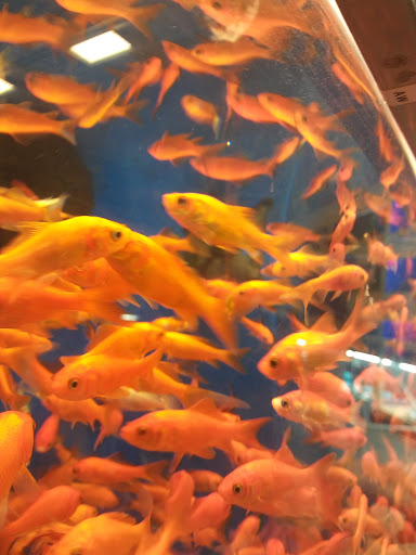 Pet Supply Store «PetSmart», reviews and photos, 4005 Airport Fwy, Irving, TX 75062, USA