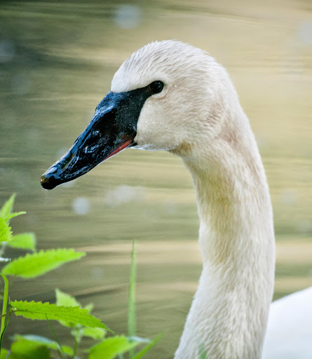 Zoo «Northwest Trek Wildlife Park», reviews and photos, 11610 Trek Dr E, Eatonville, WA 98328, USA