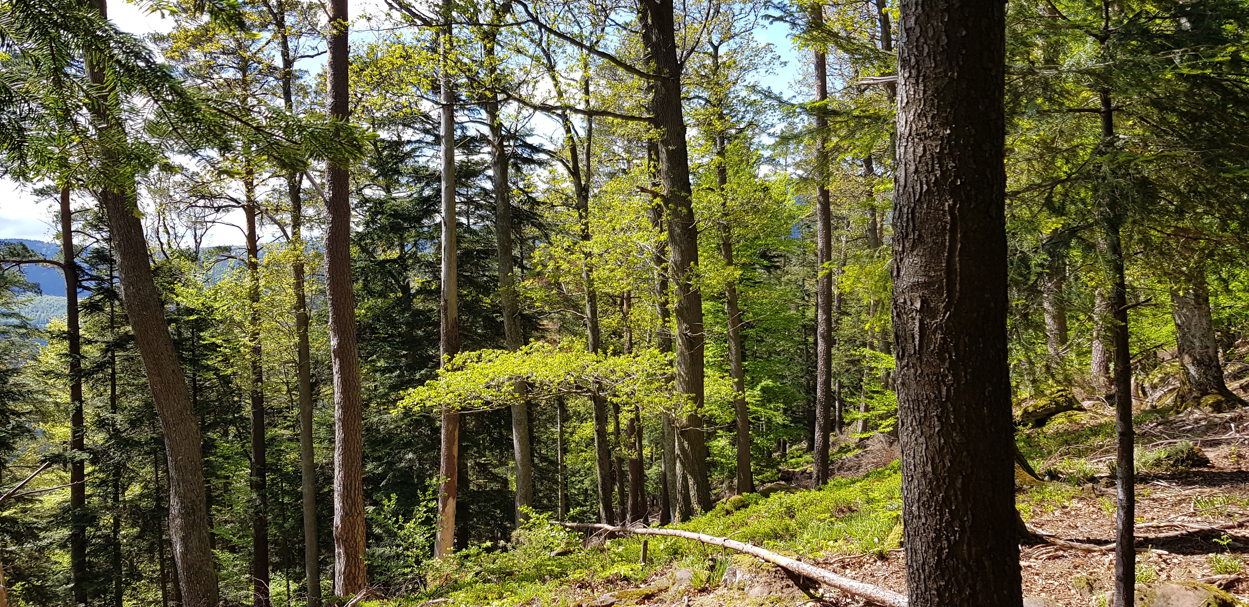 Photo n° 2 de l'avis de Jean-Luc.a fait le 24/05/2021 à 16:51