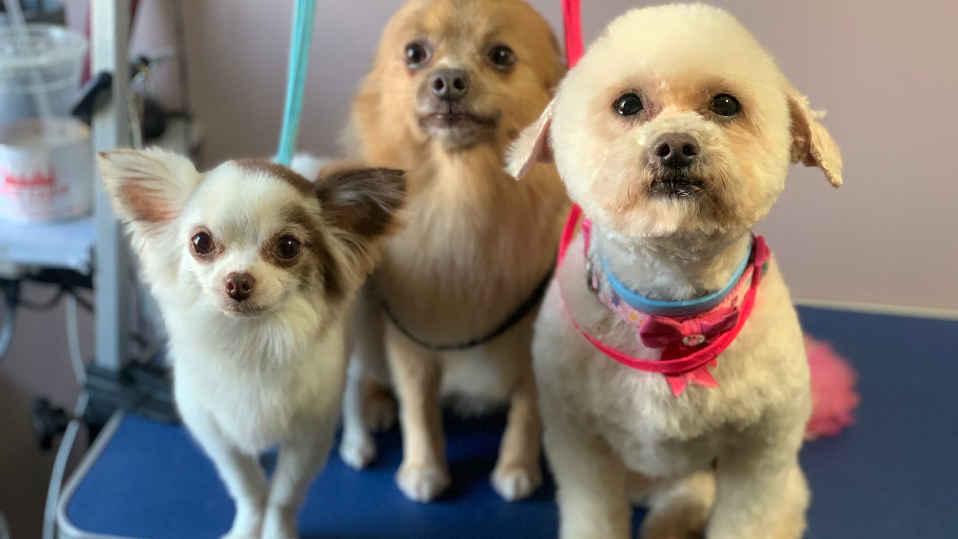 Barks & Bubbles Pet Salon