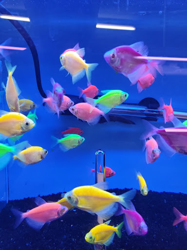 Tropical Fish Store «Tokyo Aquarium», reviews and photos, 4600 W Adams Blvd, Los Angeles, CA 90016, USA