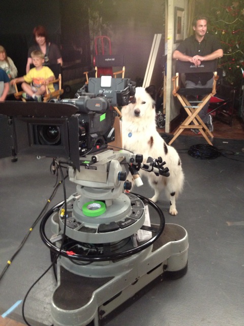 Hollywood Pet Training