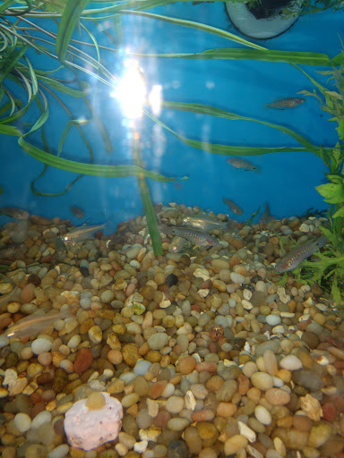 Pet Supply Store «Pet Supermarket», reviews and photos, 3821 S Cobb Dr, Smyrna, GA 30080, USA