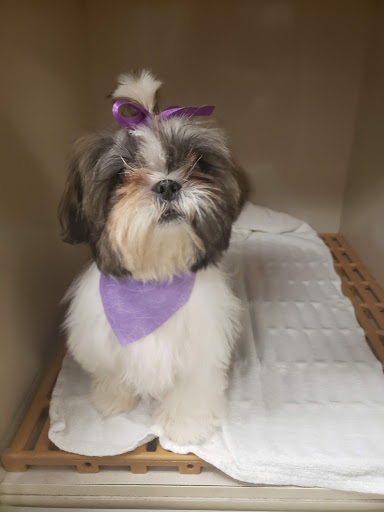 Pet Supply Store «Petco», reviews and photos, 35 Pleasant St, South Weymouth, MA 02190, USA