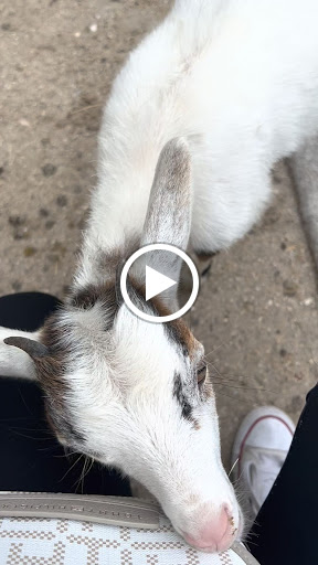 Non-Profit Organization «Big Cat Habitat & Gulf Coast Sanctuary», reviews and photos, 7101 Palmer Blvd, Sarasota, FL 34240, USA