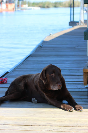 Marina «Bullfrog Marina», reviews and photos, 17251 Bacon Island Rd, Stockton, CA 95219, USA