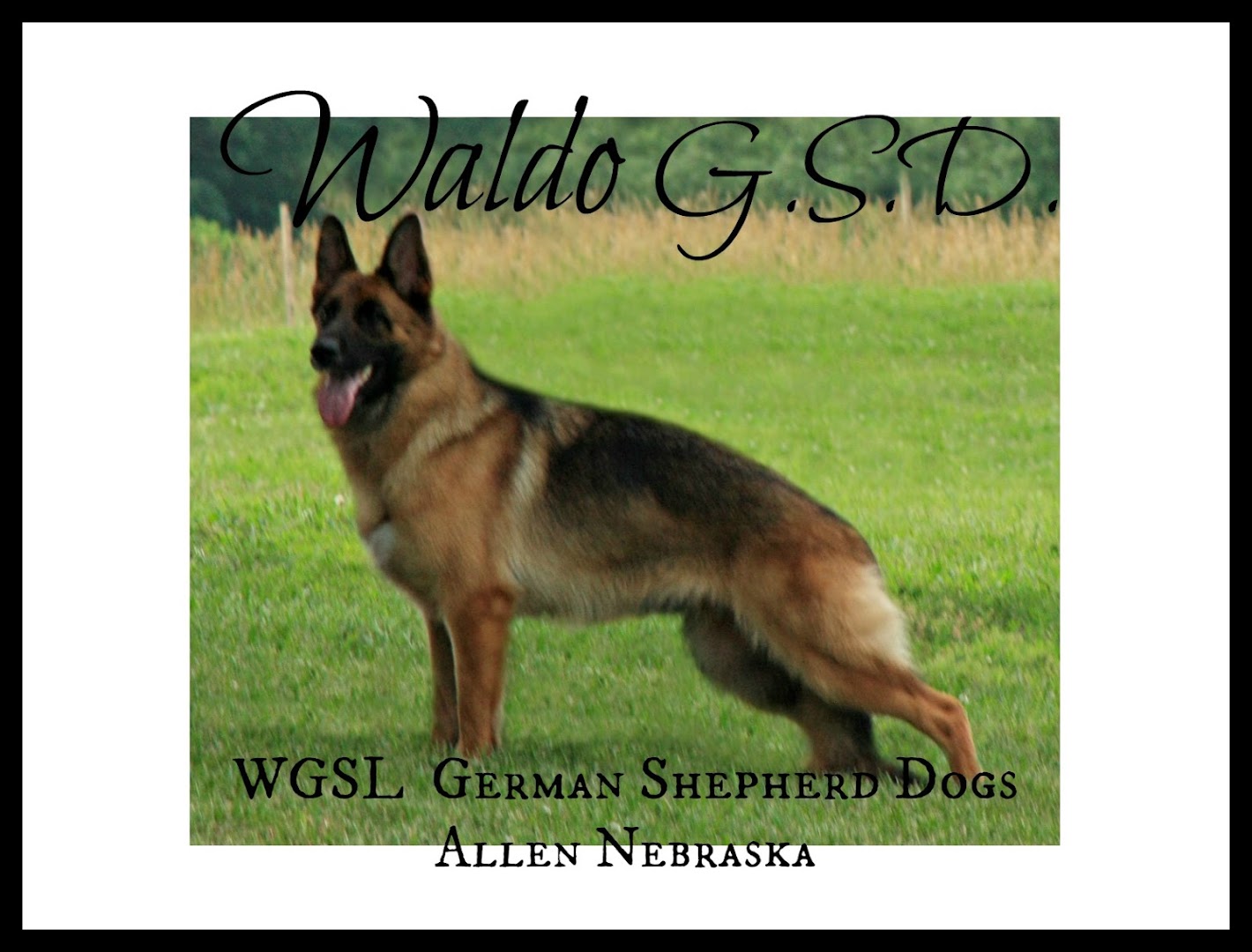 Waldo German Shepherd Dogs