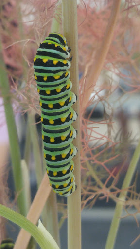 Environmental Organization «VINS Nature Center», reviews and photos, 6565 Woodstock Rd, Quechee, VT 05059, USA